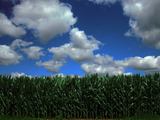 Fototapeta na wymiar Rows of corn on a cloudy day