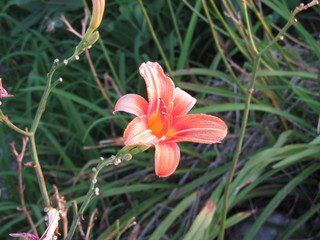 Obraz premium Red flower in the grass