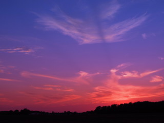 Silhouette of the trees at sunset
