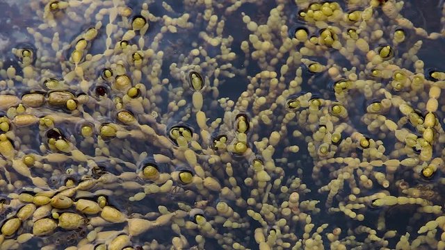 Hormosira seaweed growing in shallow ocean rock pool.