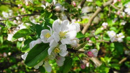 Beautiful and delicate apple flowers in the morning sun close up.  Apple blossom. Spring background.