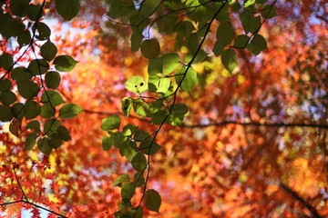紅葉と青葉