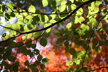 紅葉と青葉