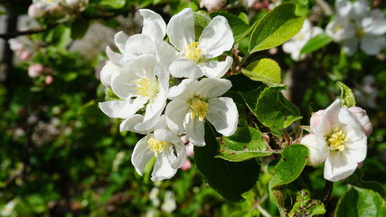 Obraz na płótnie Canvas Beautiful and delicate apple flowers in the morning sun close up. Apple blossom. Spring background.