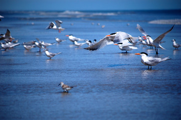 Action shot of seagulls in mid-flight.