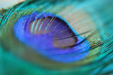 Fototapeta premium Macro shot of a peacock feather.