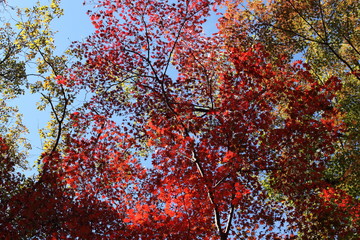 紅葉