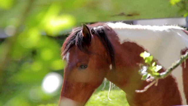Cavalos em est&aacute;bulo, cercas brancas e grama verde