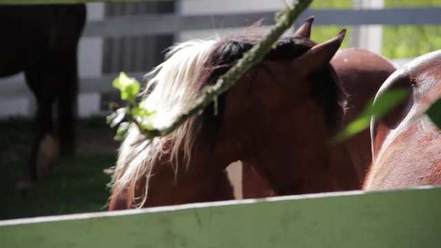 Cavalos em est&aacute;bulo, cercas brancas e grama verde