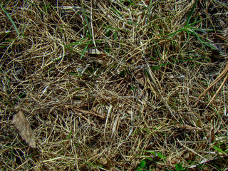 Background of dry grass and lush green young shoots.