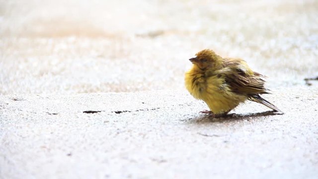Passarinho machucado ou velho