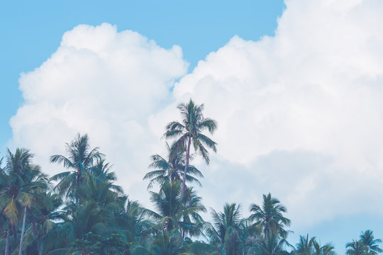 Coconut trees that stretch along the beach and clouds floating in the background