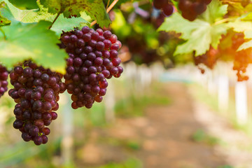 bunch of fresh grapes in vineyards, Selective focus.