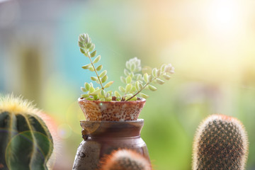 sedum succulent plant in pot on nature blur background in the cactus garden