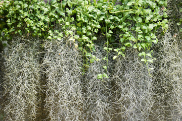 Spanish Moss or dendropogon usneoides plant / Tillandsia usneoides