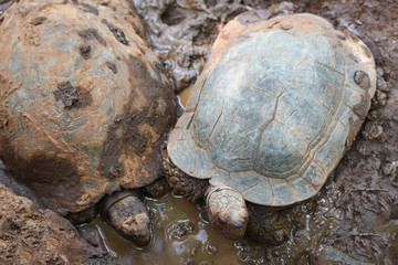 Asian Giant Tortoise / Big turtle on mud pond