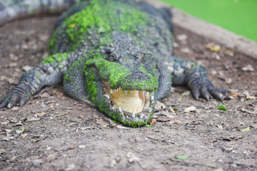 crocodile lying on ground with green aquatic plant on skin alligator - selective focus