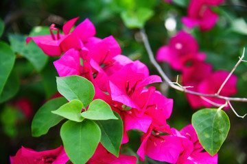 Pink bougainvillea flower beautiful blossoming in the garden park