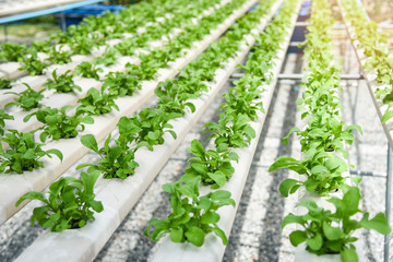 Green lettuce salad vegetable garden growing on hydroponic system farm plants on water without soil