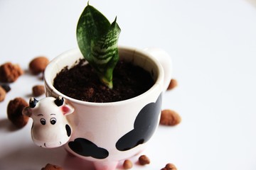 Sansevieria in the spring when transplanting in a ceramic pot. Young sprout of home flower. Caring for flowers at home. White background, there is a place for text.