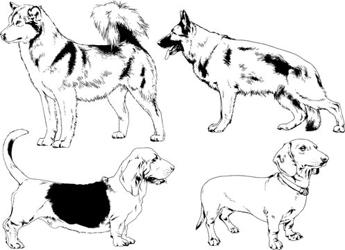 vector sketches of different breeds of dogs drawn in ink by hand with no background, selected objects	