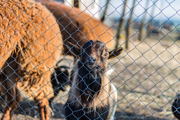 Cute baby goat