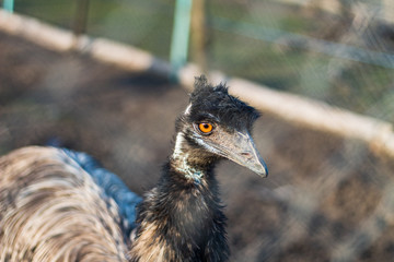 Ostrich portrait
