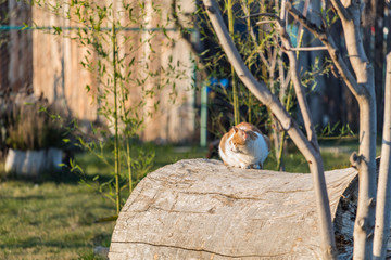 Cat on a log