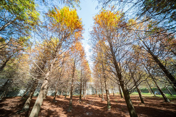 Taxodium distichum in fall color with red with orange leaves