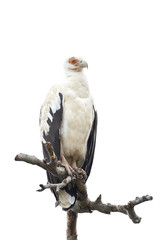 Palm-nut vulture (Gypohierax angolensis)