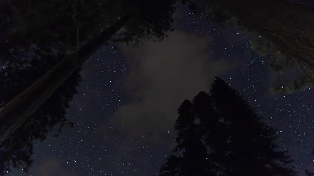 Night Sky Above Sequoia Treetops in Yosemite Valley National Park