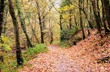 A beautiful meadow covered with golden foliage of autumn forest
