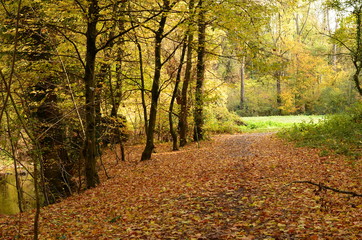 Naklejka premium A beautiful meadow covered with golden foliage of autumn forest