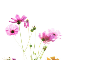 Cosmos with isolated background.