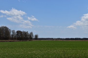 Fototapeta premium 十勝 平原 快晴