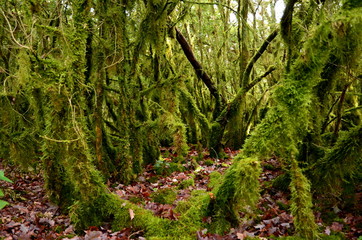 Mystical beautiful mossy forest scenery with a closeup of trees covered by moss, France
