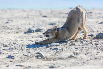 Fox in Patagonia