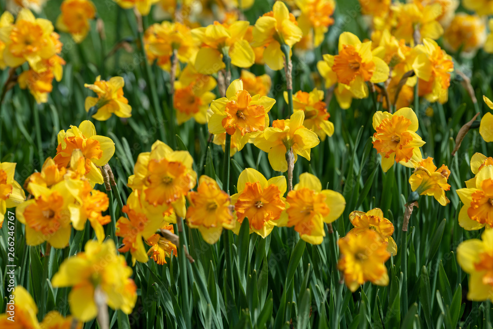 Canvas Prints Narcissus field in bloom on spring in garden