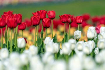 Obraz premium Spring fields of blooming tulip. Beauty outdoor scene