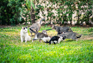 Fototapeta premium A group of cats.