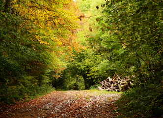 A tunnel-like footpath with the golden foliage trees, autumn forest, France