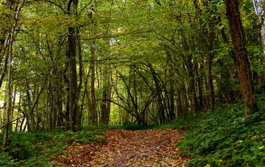 A beautiful meadow covered with golden foliage of autumn forest