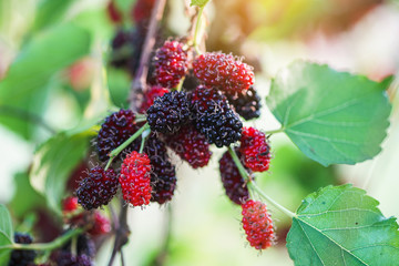 mulberries on tree,