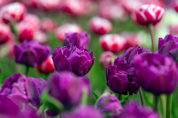 Spring fields of blooming tulip. Beauty outdoor scene