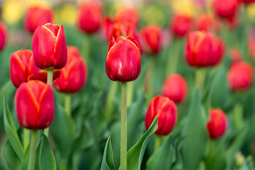 Fototapeta premium Spring fields of blooming tulip. Beauty outdoor scene