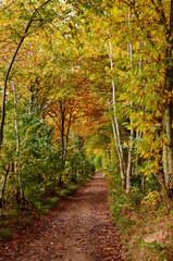 Obraz premium A tunnel-like footpath with the golden foliage trees, autumn forest, France