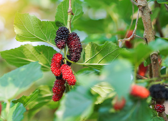 mulberries on tree,