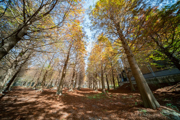 Taxodium distichum in fall color with red with orange leaves