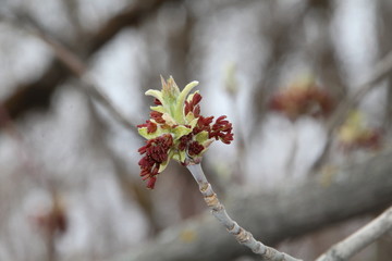 Trees Coming To Life, Gold Bar Park, Edmonton, Alberta
