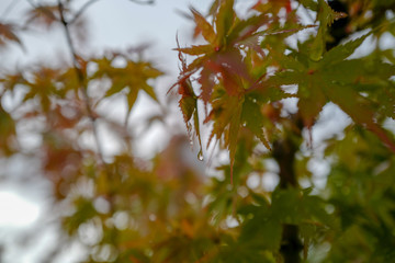 雨露に濡れる紅葉